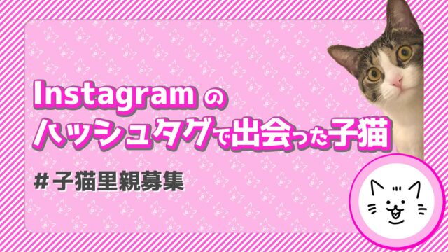 Instagramで出会った子猫！意外な注意点も。初めて猫を飼う人必見！