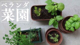 ベランダ菜園③私たち、こんなに大きくなりました。